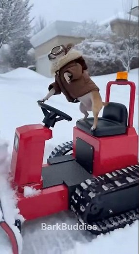 Snow machine vs Chihuahua 😂 #dog #funnydogs #pets #funnyanimals #shortsfeed #viralvideo