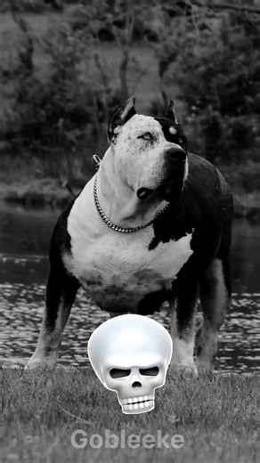 💥 Small Dog, Big Energy 💀