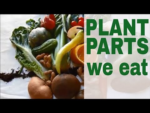 What Parts Of the Plants Do We Eat? A Lesson In Botany. #edible_parts_of_plants