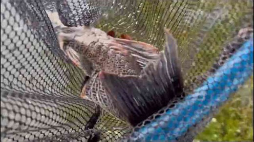 Flooded pond discovery - massive fish lurking below