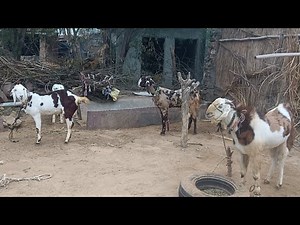 Fast Time Crossing Female//sheep Meeting Female// sheep Breeding#sheep #mating #1millionviews