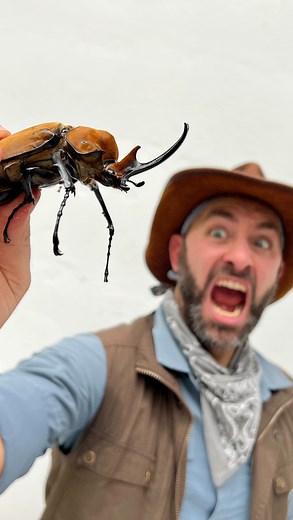 Ever heard of the Elephant Beetle? Megasoma elephas is a species of rhinoceros beetle, and one of the largest beetles in the WORLD! If you’re veeery lucky, you may spot one in the rainforests of Costa Rica, just like Jim and Coyote. Do you love beetles? 🪲 | Brave Wilderness