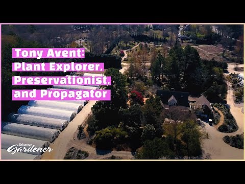 Tony Avent - Plantsman| Volunteer Gardener