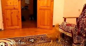 Smart Cats Compilation