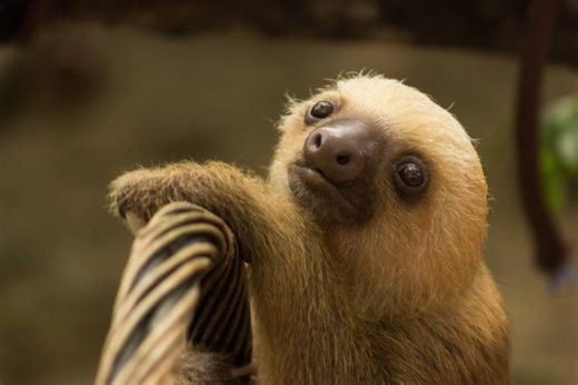 Farting sloth proves scientists wrong