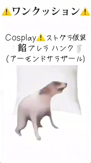 6/23a!よりハ.ンクやったバージョン。隣のﾚﾘは寝てます#ストグラ仮装 #cosplay #コスプレ #stgr仮装 #stgr