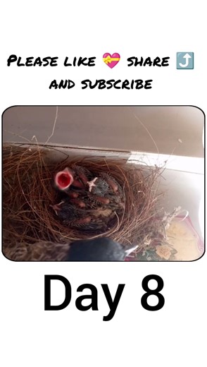 Red Vented bulbul baby day 8 (185) #shorts #viral #newtrend #explore #bulbul #redventedbulbul #birds