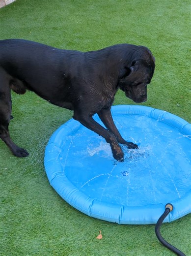 Milo can't wait for summer! He couldn't quite work out why the water squirted higher when he stood on the sides 😅 #waterbaby #funnydog #labrador #labradorsoftiktok