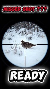 Grouse Tracked in Winter — Ultra Cinematic Scope P