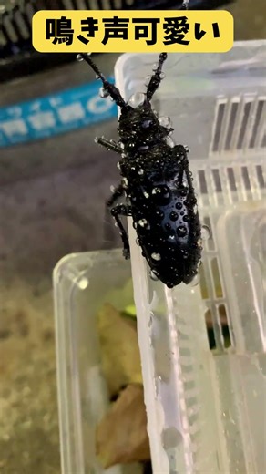 え、鳴くの！？😳 霧吹きでテンション爆上がりのカミキリムシが可愛すぎる💖