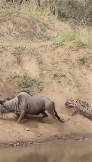 Hyenas Collide Mid-Attack… Then Lose Control Completely