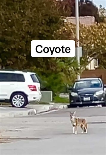 Living in the High Desert around wildlife like coyotes is one of the reasons I love bigger dogs. #coyote #highdesert #dogmomlife