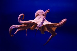 What Would It Look Like if Octopuses Had Souls?