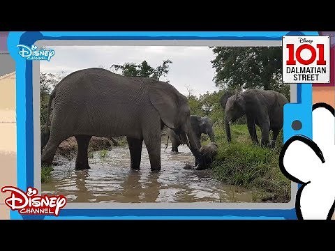 🌴Nature | Animals vs Humans | 101 Dalmatian Street | Disney Channel Africa