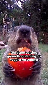 Hard to resist that kind of swag 😍 Happy Groundhog Day 🦫 In this episode, we revisit the backyard story that started with a garden problem and turned into years of coexistence. When Jeff set up a camera to figure out who was eating his vegetables, he met Chunk — a groundhog whose confidence changed his life 🫶 Jeff is currently working on a children’s book inspired by the Chunk family. For more updates as Jeff and the Chunk family head into a new season, please follow Chunk The Groundhog on Yo
