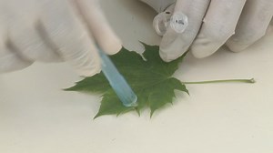 DNA Isolation Step 1: Preparing the Sample :: CSHL DNA Learning Center