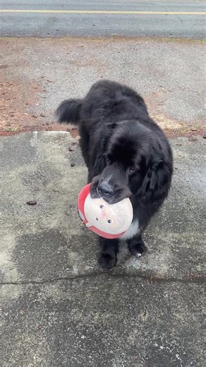 loading up stan for log dump
