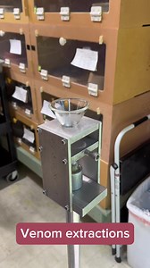 Big fangs on these common lanceheads- 3 of them from today’s venom extractions. Bothrops atrox. #venomislife #venomoussnake #reptiles #reptilezoo #herpetology #snake #reptile #kyreptilezoo #gopoco #snakes #sladeky #pitviper #Bothrops #a #bothropsatrox #bothrops #ferdelance | Kentucky Reptile Zoo