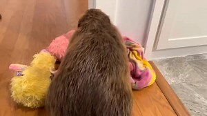 Mr. Beaver is in a festive mood | The Online Moose