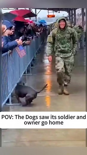 Welcoming the returning soldier..😘❤️ #pet #cat #dog #cute #animals #foryou #typ