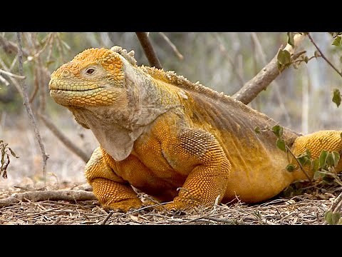 The yellow Galapagos Land Iguana!