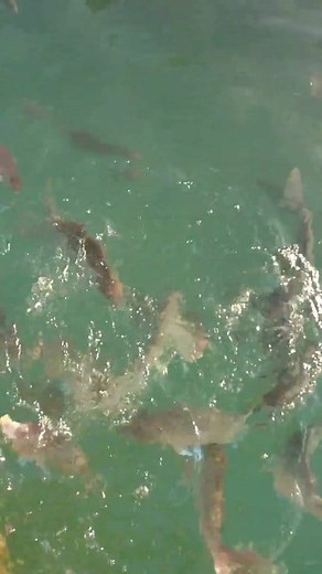 443K views · 4.3K reactions | ️Racing snapper! Cheers Capt Nik #snapfishingventures #snapper #lurefishing #slowjigging #charter #guide #patreoncreator #sealife #fishinglife | Snap Fishing Ventures | Facebook