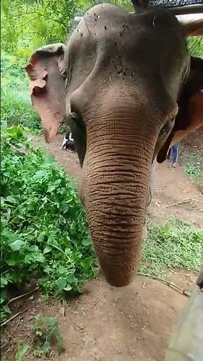 Rescued Elephants Find Peace at Elephant Freedom Project #wildlifeconservation