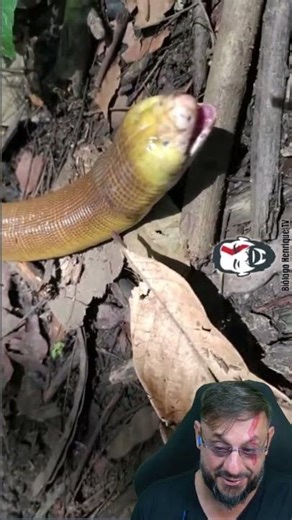 Cobra de duas cabeças #biologohenrique #animais #bichoesperto #biologo