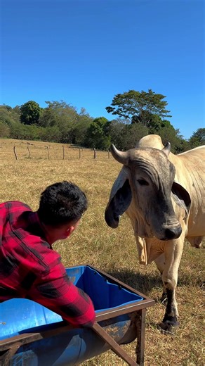 BERLÍN ES TODO UN DON JUAN ~ Shakira y Gallardo se separan | Epi 212 | manuel turizo and shakira