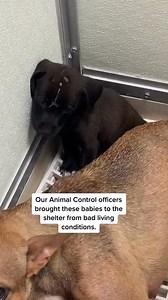213K views · 5.5K reactions | #animalshelter #animals #dog #puppy #puppies #cute #adorable #fypシ #adoptdontshop | Judith Coleman | Facebook