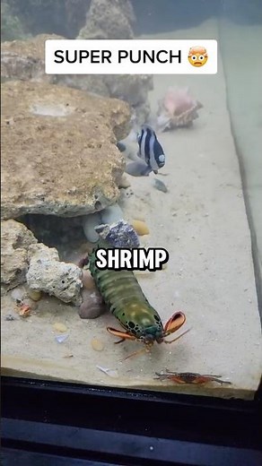 How to Catch a Mantis Shrimp Without Getting Hurt — Meet the Underwater Boxer! 🥊🌊