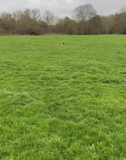Whistle recall training for Lola! She is learning how to have more freedom and to be able to interact with dogs without being on a short lead. Lovely straight line recall💯 | Be More Dog