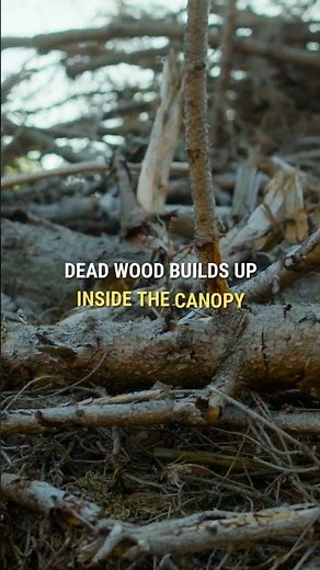 Why Your "Strong" Trees Still Need Help | Joe Benigno's Tree Service