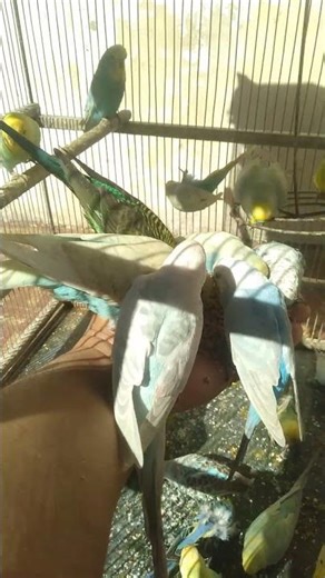 🍓 Budgie Trying New Treat