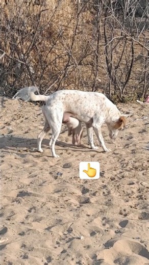 “How does a dog give birth to puppies animaleducation#peteducationvideo#watchnow#mustsee#exploremore