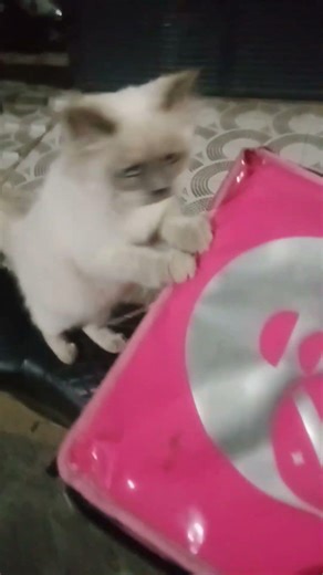 cat job food fanda rider order delivery every home 🐈🐈 love cats 💞💞 beautiful cats 🐈🐈