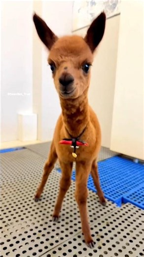 The Man Made the Cute Llama Even Cuter… You Won’t Believe the Result!