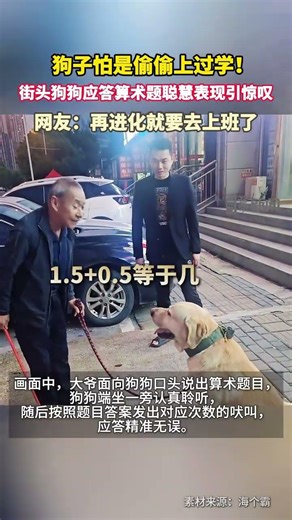 A Labrador Retriever in Zhejiang Province demonstrated a special skill on the roadside: after hea...