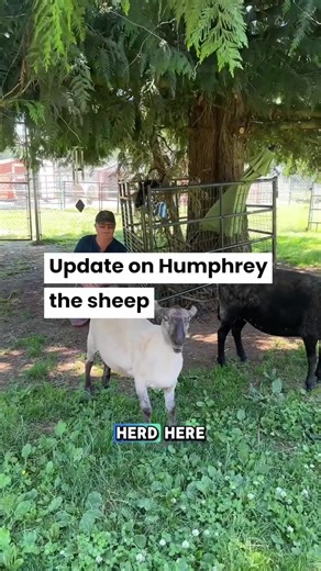 The Happy Herd Farm Sanctuary on TikTok