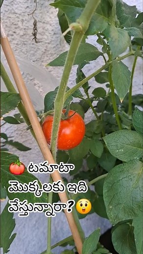 Tomato Plants Fertilizer 🌱 | How I Feed My Tomato Plants for Healthy Growth | Gardening Tips #shots