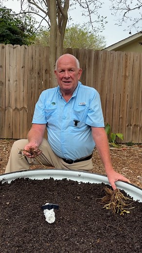 205K views · 3.5K reactions | It's time to plant strawberries in Louisiana. Learn how to plant bare-root strawberries with LSU AgCenter horticulturist Ed Bush. #Strawberry #Horticulture #LSUAgCenter | LSU AgCenter | Facebook