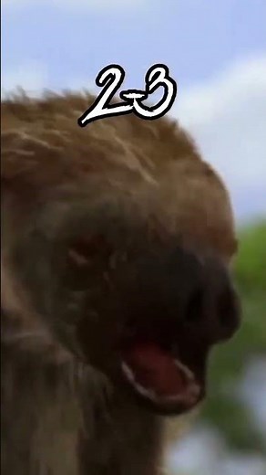 South American Short Faced Bear vs Giant Ground Sloth||#animalkingdomlodge #debate #whoisstrongest