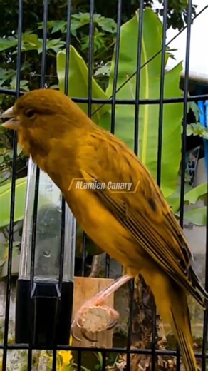 Canary Bird Singing For Relaxation #canary #birdsinging #birdsounds