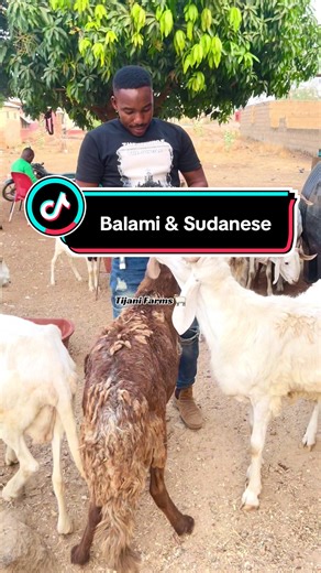 Balami breed and the Sudanese sheep breed