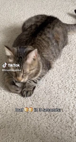 Perfect Loaf Cat: A Guide to the Ultimate Bread-Seat Cat