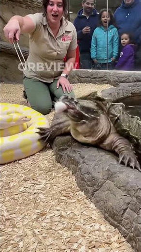 Python in Split-Second Attack 🐢🐍⚡ #shorts #ai