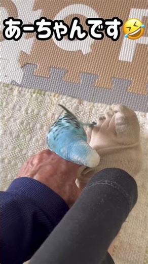 【（255）怒るインコ😅】遊び場取られ怒るインコです😅♯セキセイインコ♯癒し♯Budgie life♯Cute parakeet