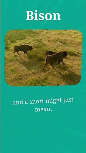 The Language of Bison Grunts & Bellows #short #shortsvideo