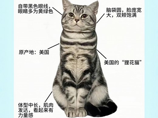 猫咪品种大揭秘：“美短虎斑”优缺点解析？