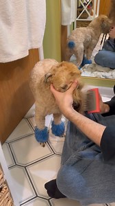 How to wash your dog at home! #dogbath #dogs #dogbylogan #dog | Dogsbylogan Fam